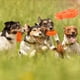 thumbnail image 4 of Juguetes masticables para perros grandes, comida y masticables increíbles - Juguetes para perros cachorros pequeños y medianos - Sabor a carne de res no tóxico - Naranja, 4 of 5