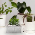 thumbnail image 4 of EXHUMKY Grava Decorativa Natural Para Acuarios Con Ecológico Y, 4 of 7