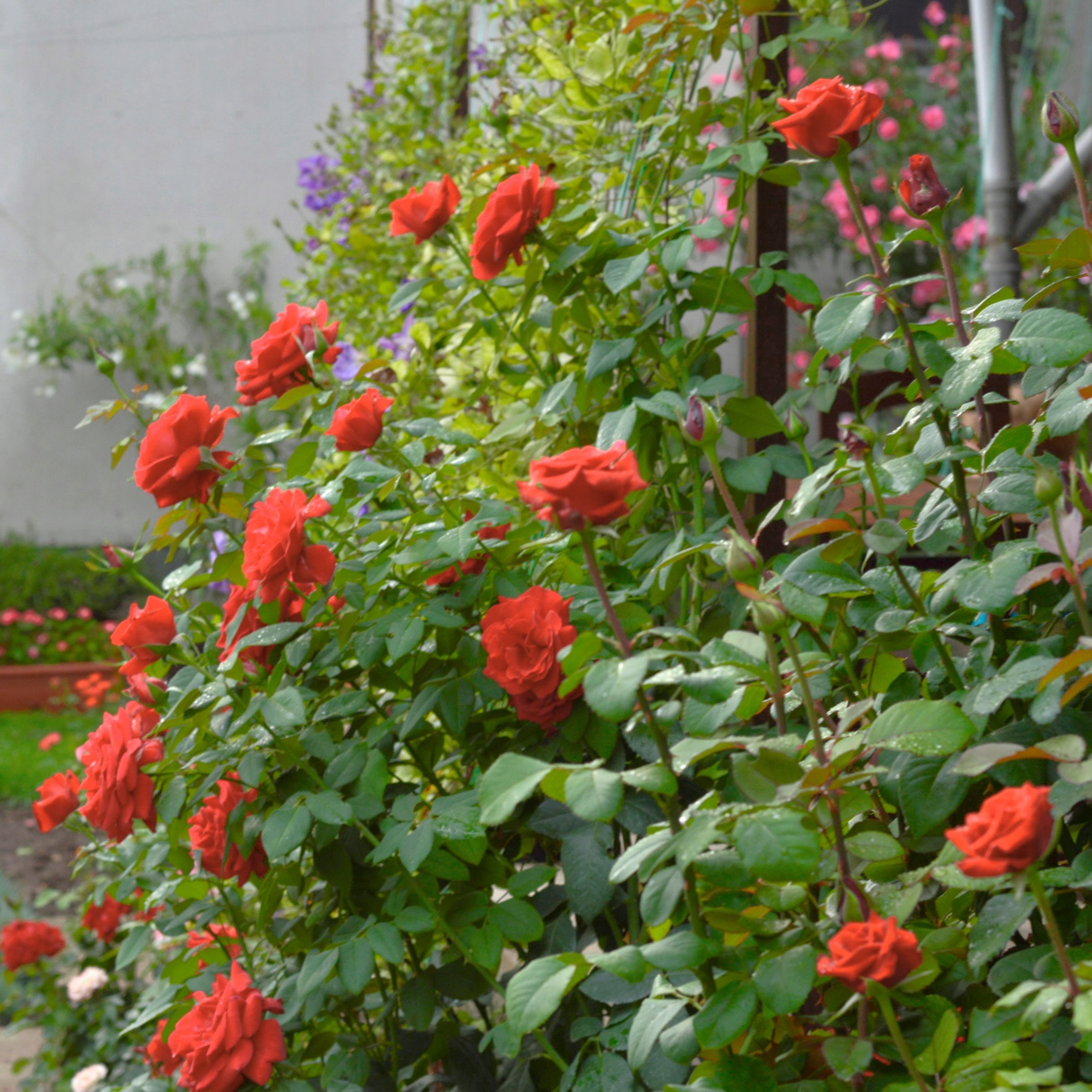 National Plant Network Bare Root Fragrant Cloud Rose