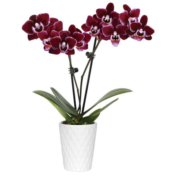 From You Flowers - Violet Beauty Mini Orchid Plant for Birthday, Anniversary, Get Well, Congratulations, Thank You, All Occasions