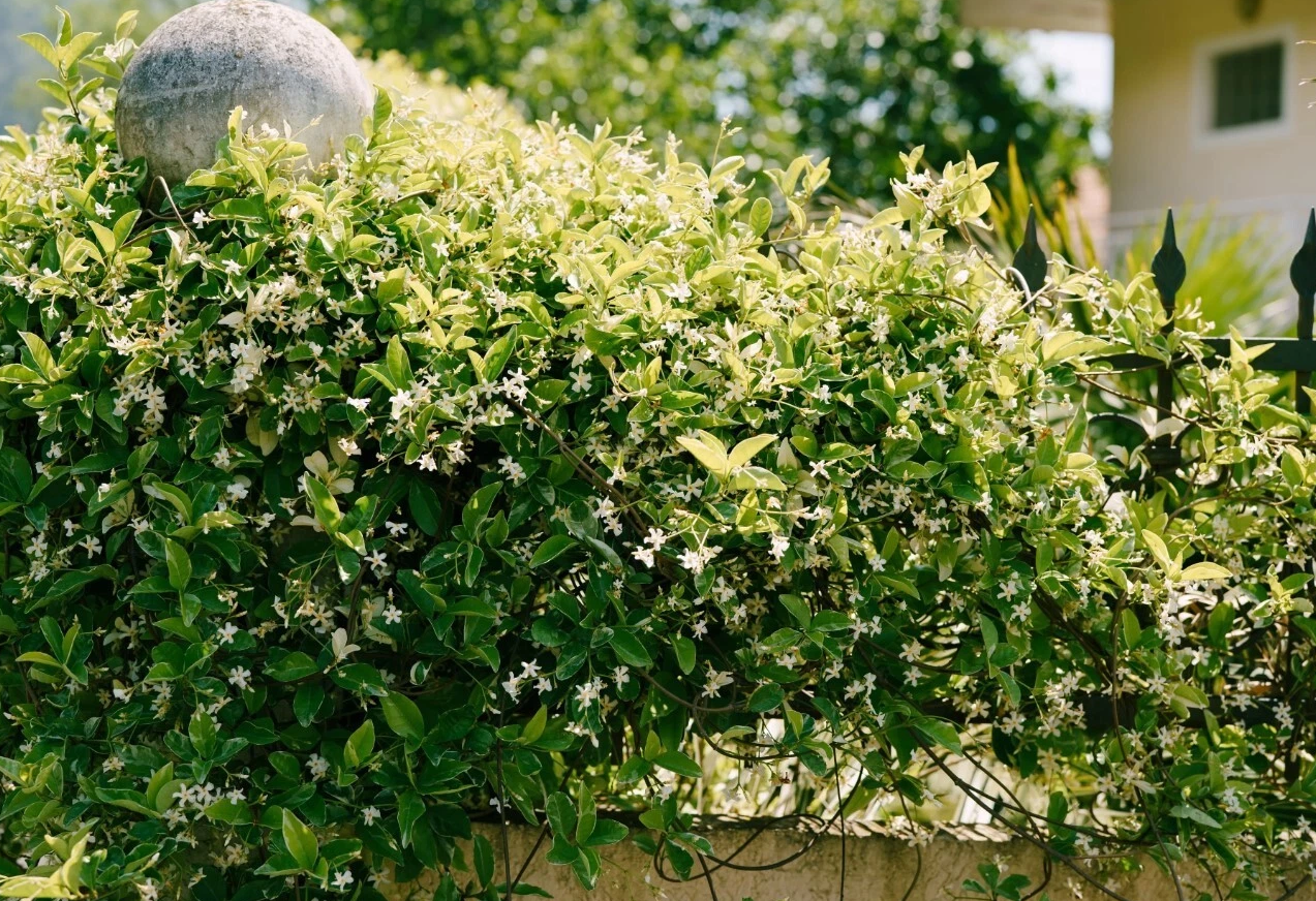 Green Confederate Star Jasmine Plant Live for Planting, Jasmine Flower Plant for Outdoor 4 to 6 Inch Tall