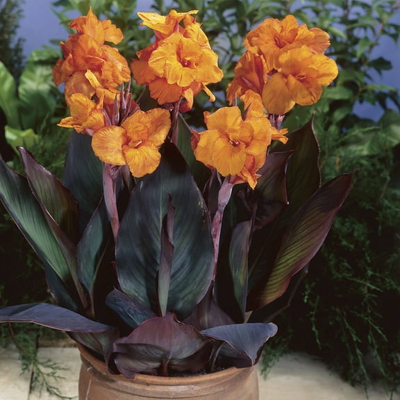 Van Zyverden Cannas Bronze Leafed Wyoming Set of 6 Bulbs Orange Full Sun Deer Resistant