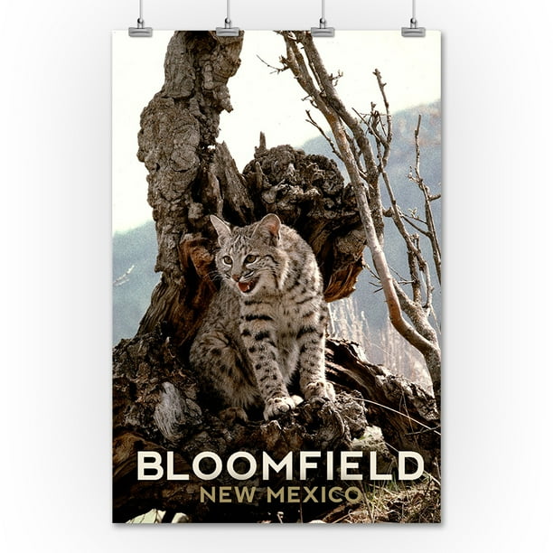 Bloomfield, New Mexico Bobcat in Tree Lantern Press Photography