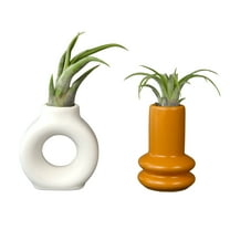 Altman Plants Air Plant Gift (2-pack) White & Gold Pots, Easy Pet-Safe House Plant Décor