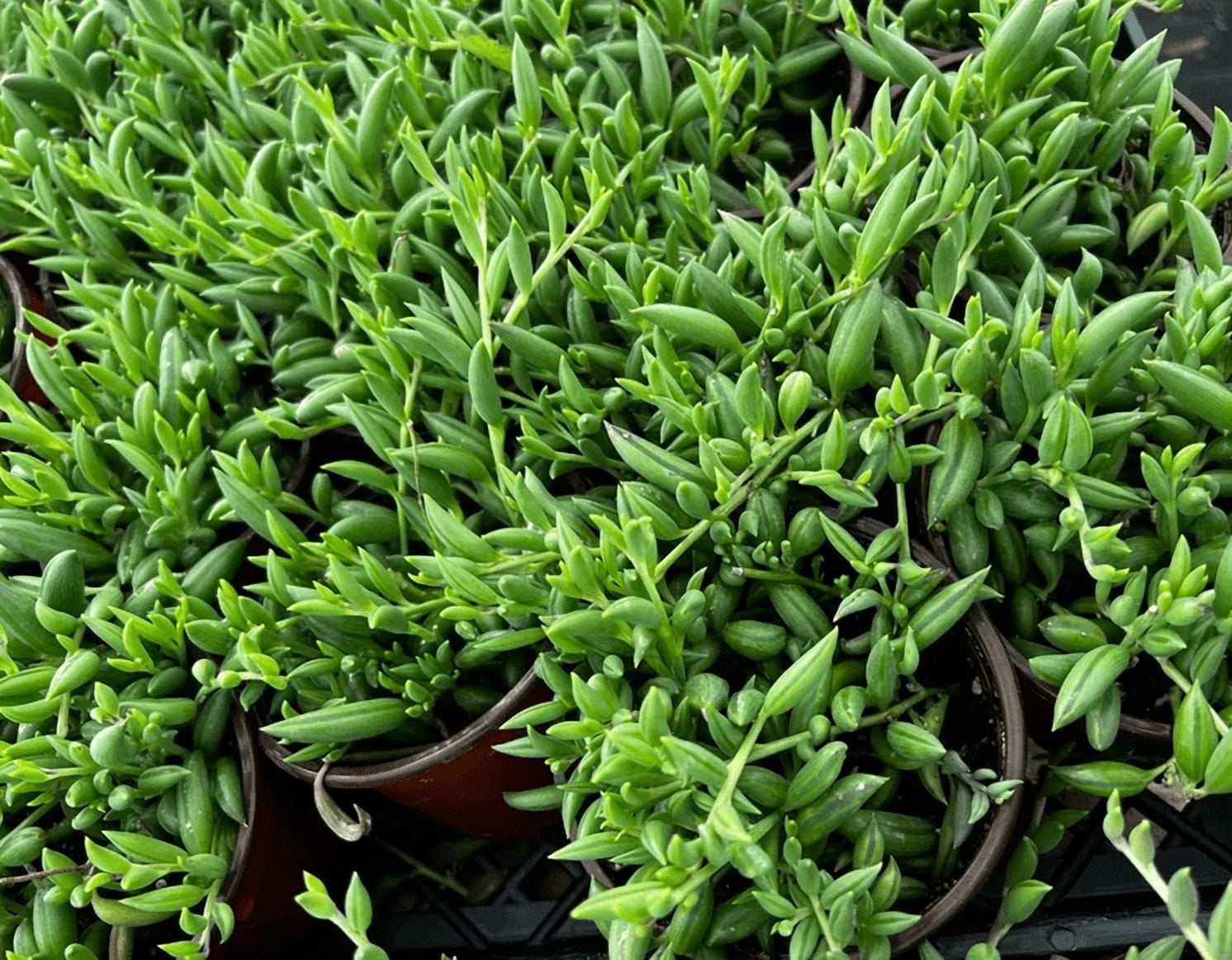 String Of Bananas Plant Live for Planting - Banana Vine Plant - Trailing Succulent Plant for Indoor Outdoor in 4 Inch Pot