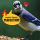 thumbnail image 5 of Semillas para aves COOL BIRDS sin desorden, resistentes a las ardillas, 4,5 kg, 5 of 9