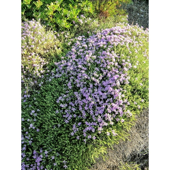 20 MEDITERRANEAN THYME Spiked Thymbra Spicata Pink Savory Herb Za’atar Perennial Herb Flower Seeds