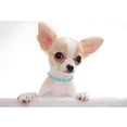 thumbnail image 2 of Mumup Spiked Puppy Dog Collar Soft Pu Leather Mushrooms Rivet Spike Stud Studded Cat Collars Adjustable for Girl Boy Pet Kitten, 2 of 6