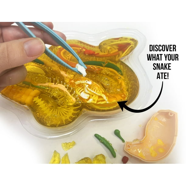 Dissect It Rattlesnake Superlab Dissection Kit for Kids, Realistic