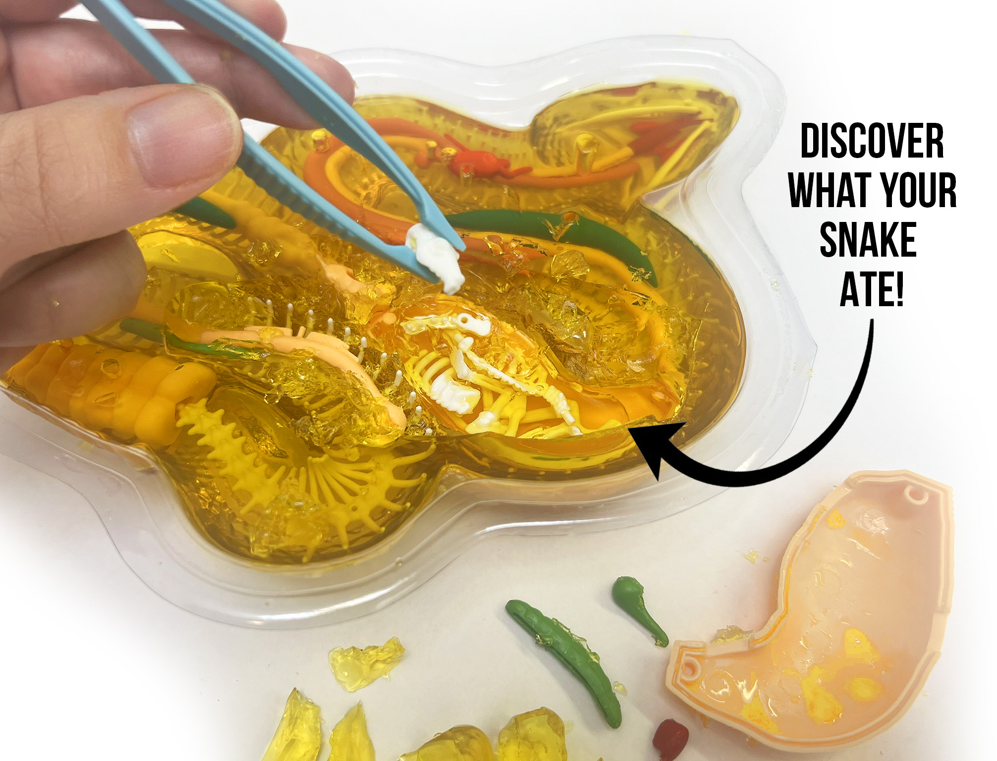 Cra-Z-Art Dissect It Rattlesnake Superlab Kit photo 6