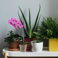 thumbnail image 3 of MERRYHAPY 12-Pack White Plastic Flower Pots with Drainage Holes, Ideal for Orchids, Indoor and Outdoor Plant Containers, 3 of 8