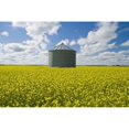 thumbnail image 2 of Bloom Stage Mustard Field And Grain Bin; Ponteix Saskatchewan Canada Poster Print (38 x 24), 2 of 4