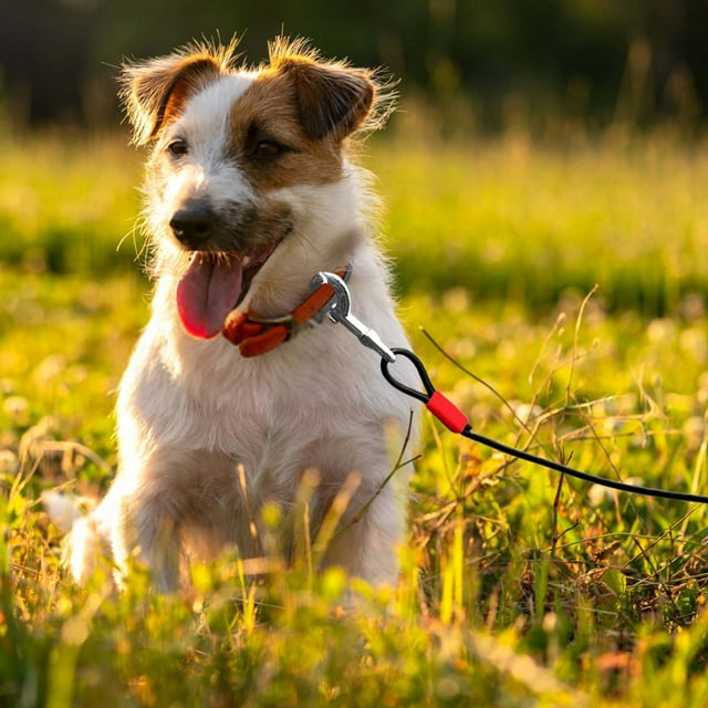 Heavy Duty Steel Wire Dog Leash for Small Medium Dogs Durable Double Hook Pet Tether Outdoor Training Secure Walking Control Chew Proof