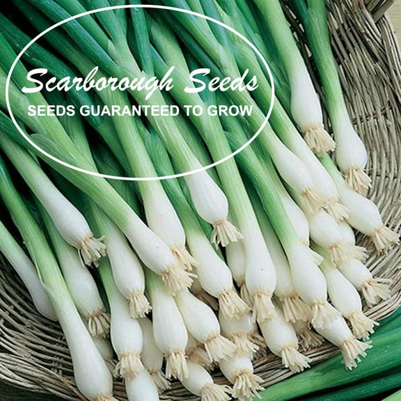 Scarborough Seeds 250 Tokyo Long Green Onions Plant Seeds, Non GMO