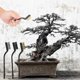 thumbnail image 2 of Cepillo Bonsai Con Mango De Plástico Cepillo De Alambre De Limpieza Tronco Burr Bonsai ANGGREK EA3112, 2 of 8