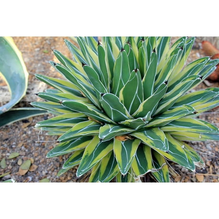 - Peel-n-Stick Poster of Desert Botanical Natural Plant Century Plant Poster 24x16 Adhesive Sticker Poster Print