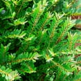 thumbnail image 3 of Southern Living Bayou Bliss Distylium Live Shrub in 2-Gallon Grower Pot, 3 of 9