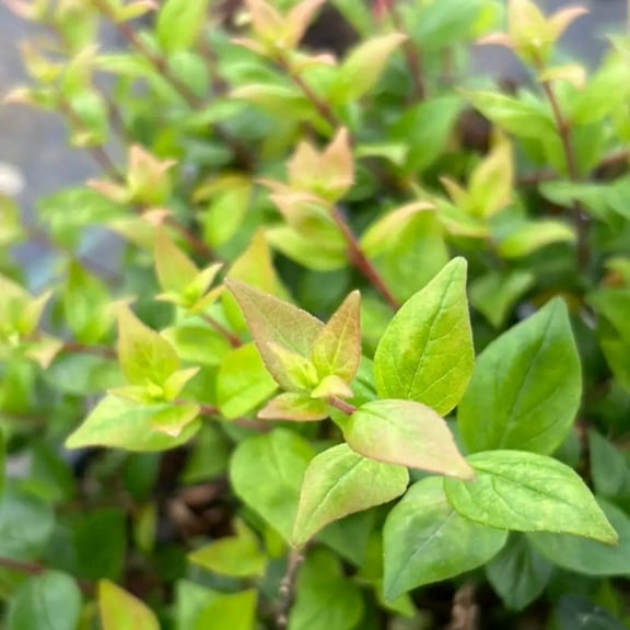 Abelia Rose Creek - 3 gal, Live Semi-Evergreen Shrub, Full/Part Sun, Outdoor