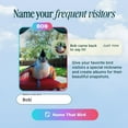thumbnail image 3 of Bird Buddy Solar Powered Bird Feeder with Camera & AI Species Detection - Blue Solar, 3 of 9