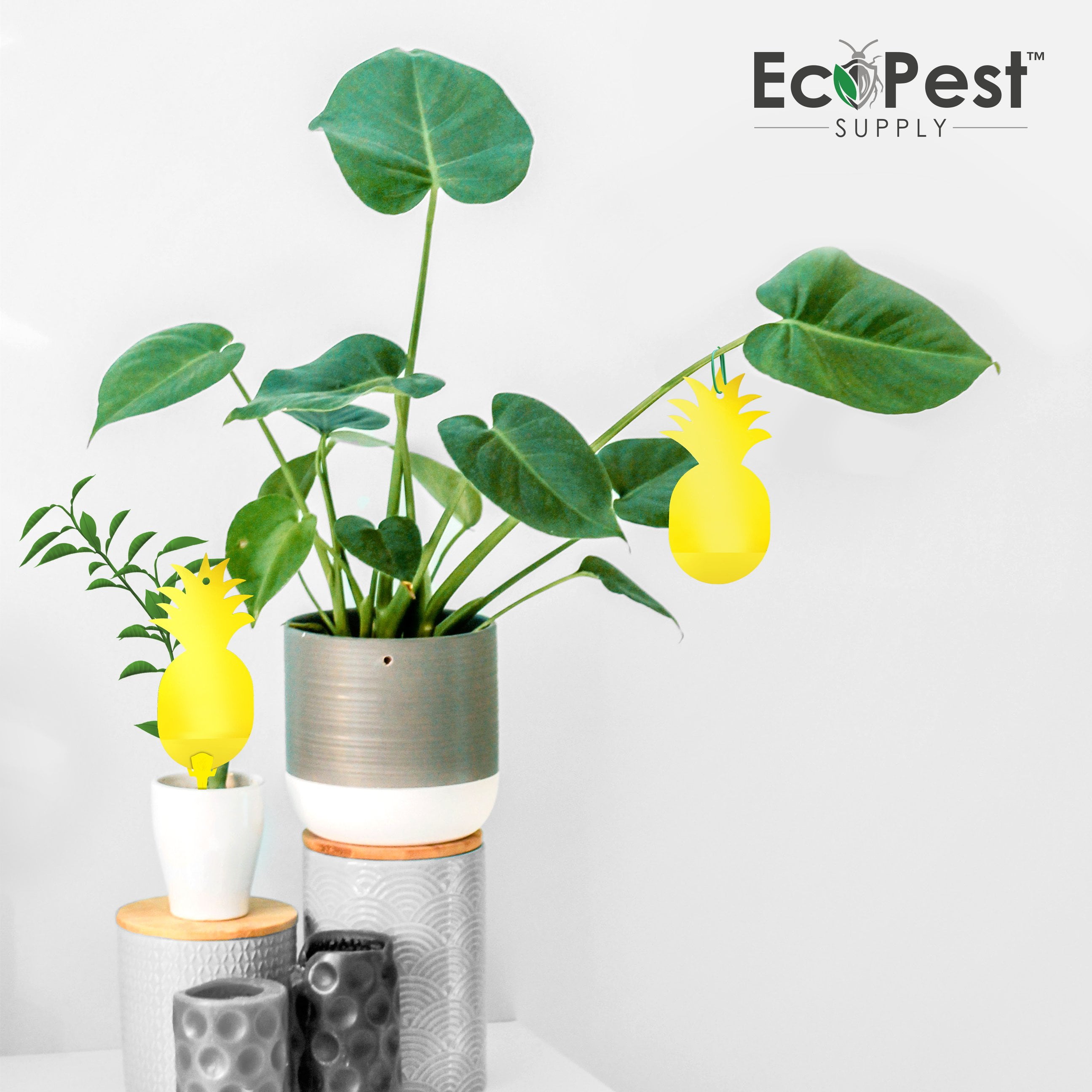 Yellow Sticky Fly Traps, Fly Paper Traps, Sticky Fly Paper Indoors, Fly  Catchers Dual-side For Insect Against Fungus Gnats, Whiteflies, Aphids,  Leafmi