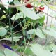 thumbnail image 4 of Red de enrejado para jardín, red de soporte para plantas trepadoras, red de cuerda flexible para exteriores para frijoles, guisantes, verduras y tomates, 4 of 6