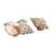 thumbnail image 5 of 26-27 Natural Seashell Conch Wedding Table Decor Household Decor Dinner Table Decor Seashells Craft Charms For Crafts Scallop Ornaments Art, 5 of 5