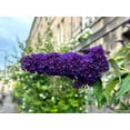 thumbnail image 4 of Seedville Dark Purple Butterfly Bush 50 Seeds Flower Seeds, Fragrant, Attracts Hummingbirds, 4 of 10