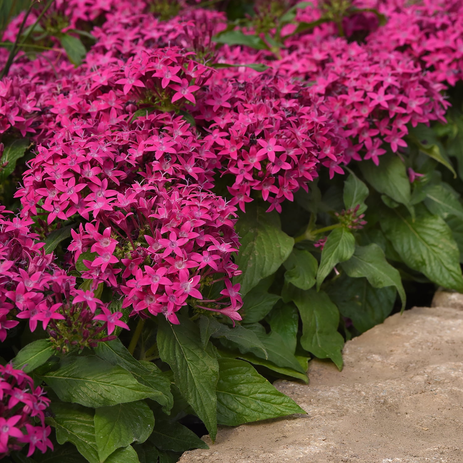 Altman Plants Pink Pentas Plants 4-Pack, 1 Qt. Pots, Full Sun, Outdoor Flowering Plants