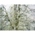 thumbnail image 2 of Gulin, Sylvia 18x15 Black Ornate Wood Framed with Double Matting Museum Art Print Titled - USA-Washington State-Fall City wild cherry springtime blooming, 2 of 4