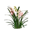 thumbnail image 3 of Orquídea premium en maceta por pieza, 3 of 4
