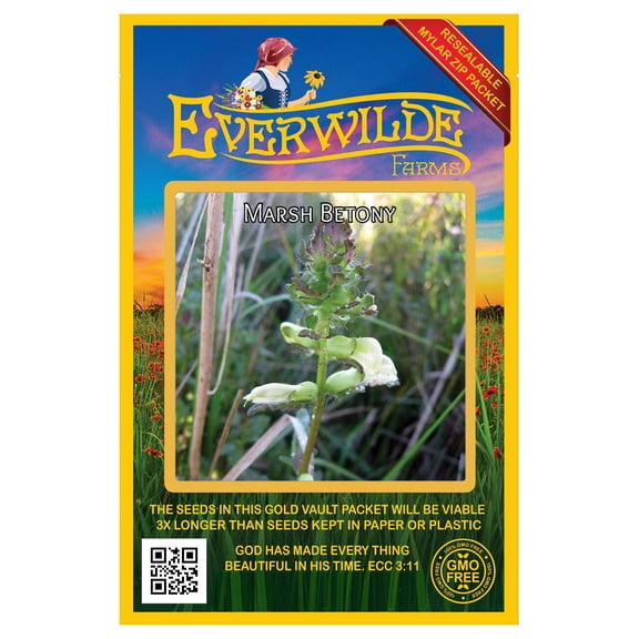 Everwilde Farms - 1000 Marsh Betony Native Wildflower Seeds - Gold Vault Jumbo Bulk Seed Packet