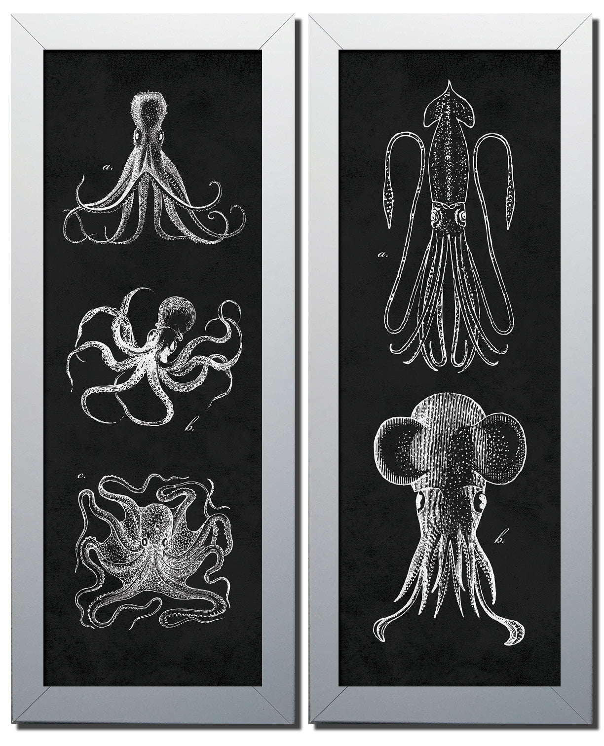 Sea Creature Squid Print Cephalopod no.12 Beach Decor Nautical Art Wall Hanging 