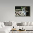 thumbnail image 3 of Trademark Fine Art 'White Tiger On Cliff' Canvas Art by Galloimages Online, 3 of 3