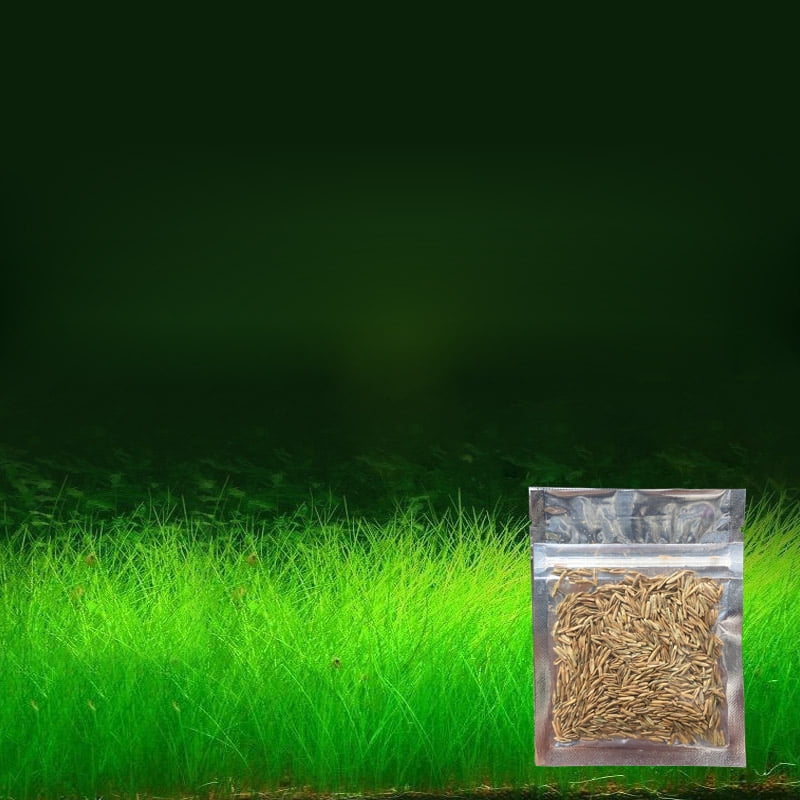 Pack Of Aquarium Plants Aquatic Water Grass Seeds Cow Hair Love Lucky Seeds Fish Tank Decoration Landscape Ornament Decorations Ornaments AliExpress | Aquarium Ornament Plant Seeds Fish Tank Landscape Decoration Water Grass Pack Of Aquarium Plants Aquatic Water Grass Seeds Cow Hair Love Lucky Seeds Fish Tank Decoration Landscape Ornament Decorations Ornaments AliExpress | Aquarium Ornament Plant Seeds Fish Tank Landscape Decoration Water Grass