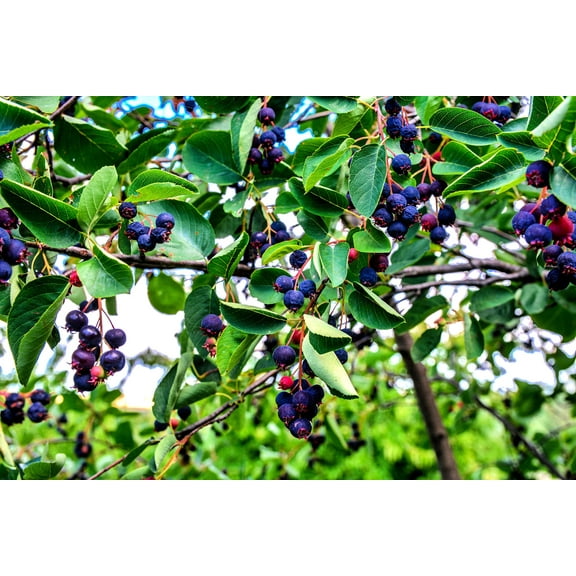 CZ Grain 30 Mongolian Juneberry Plant Seed, Flowering Fruit Shrub