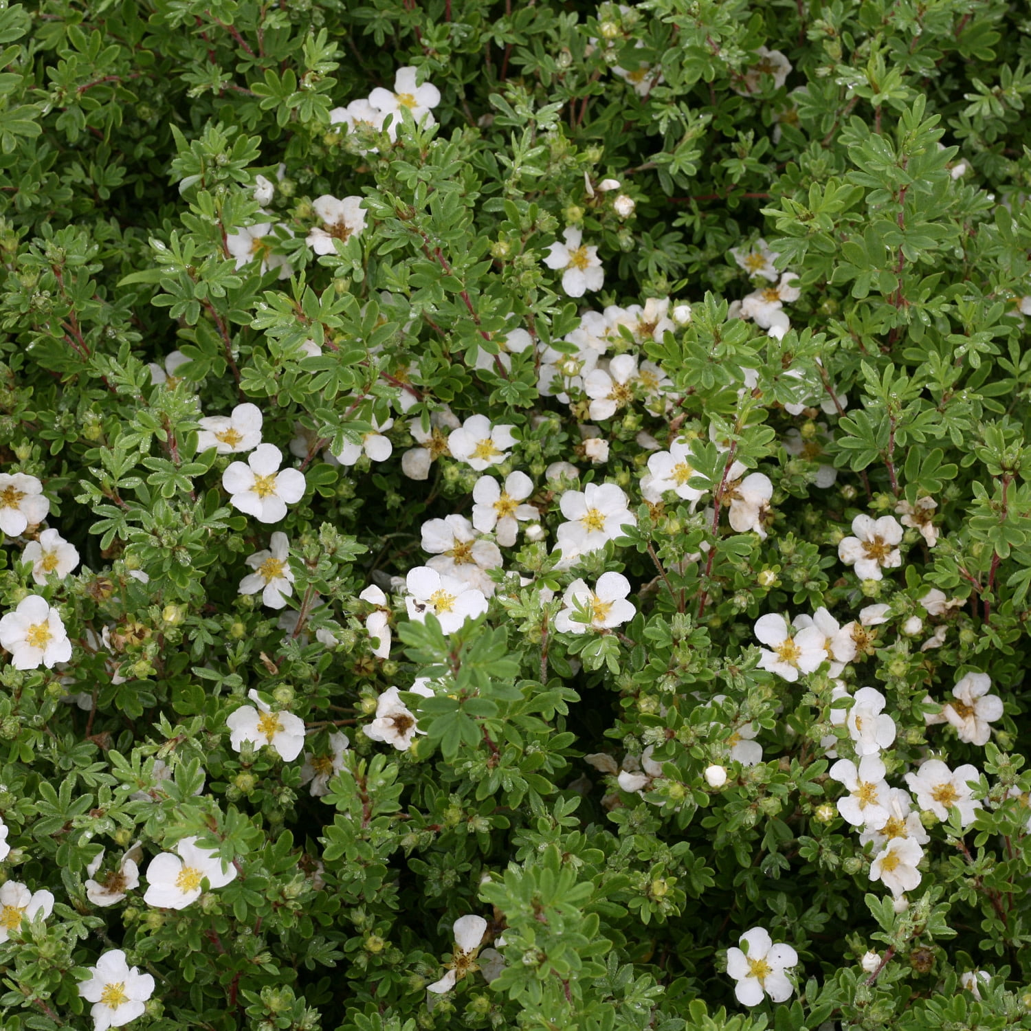 Proven Winners ColorChoice 5" Happy Face White Potentilla Live Plant in 4.5" Pot (4 Count)