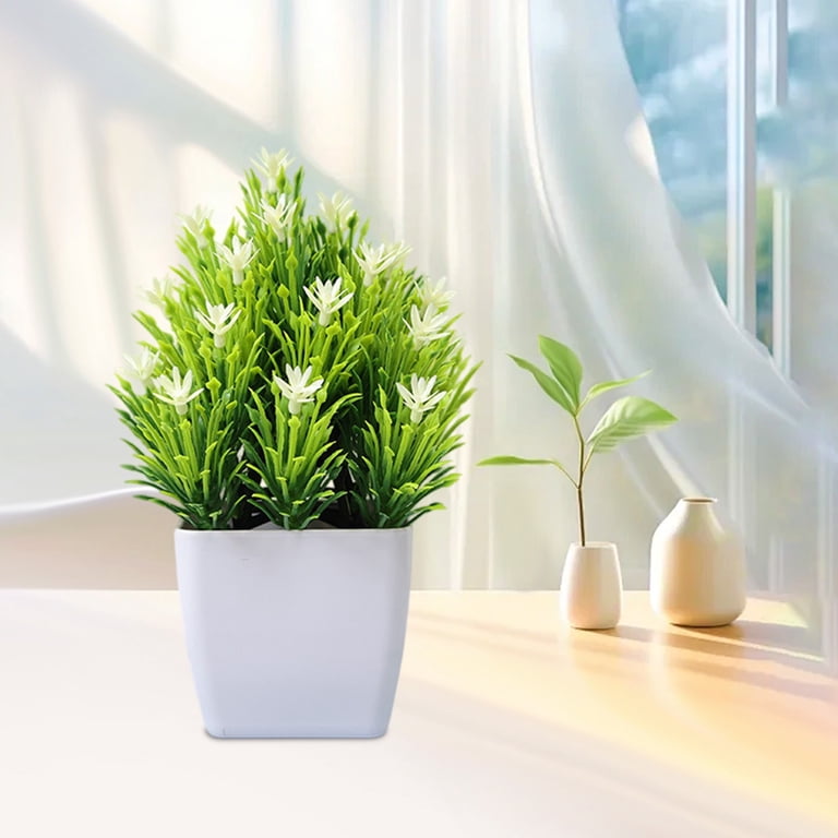 amoena dieffenbachia Dieffenbachia amoena 'Compacta'