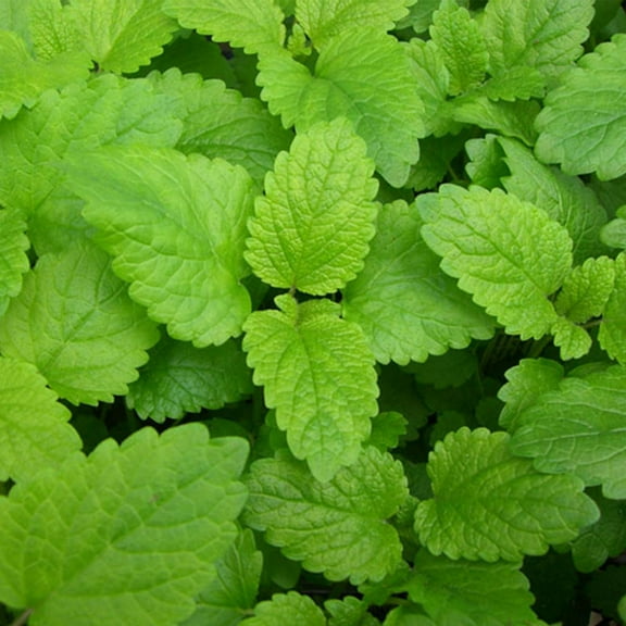 Lemon Balm Herb Garden Seeds - 1 Oz - Non-GMO, Heirloom, Culinary & Medicinal Herbal Gardening Seeds - Melissa officinalis