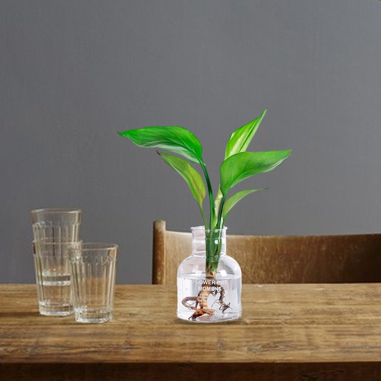 dieffenbachia plant for sale Dieffenbachia 'Sublime'  Fantastic Gardens