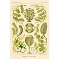 thumbnail image 3 of Haeckel, Ernst 17x24 Black Modern Framed Museum Art Print Titled - Haeckel Nature Illustrations: Siphoneae Hydrozoa, 3 of 5