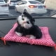 thumbnail image 1 of Un gato simulado llamará a un gato dormido, almohadilla de tela, regalo para gatos, manualidades para gatos, juguetes, adornos para autos, 1 of 6