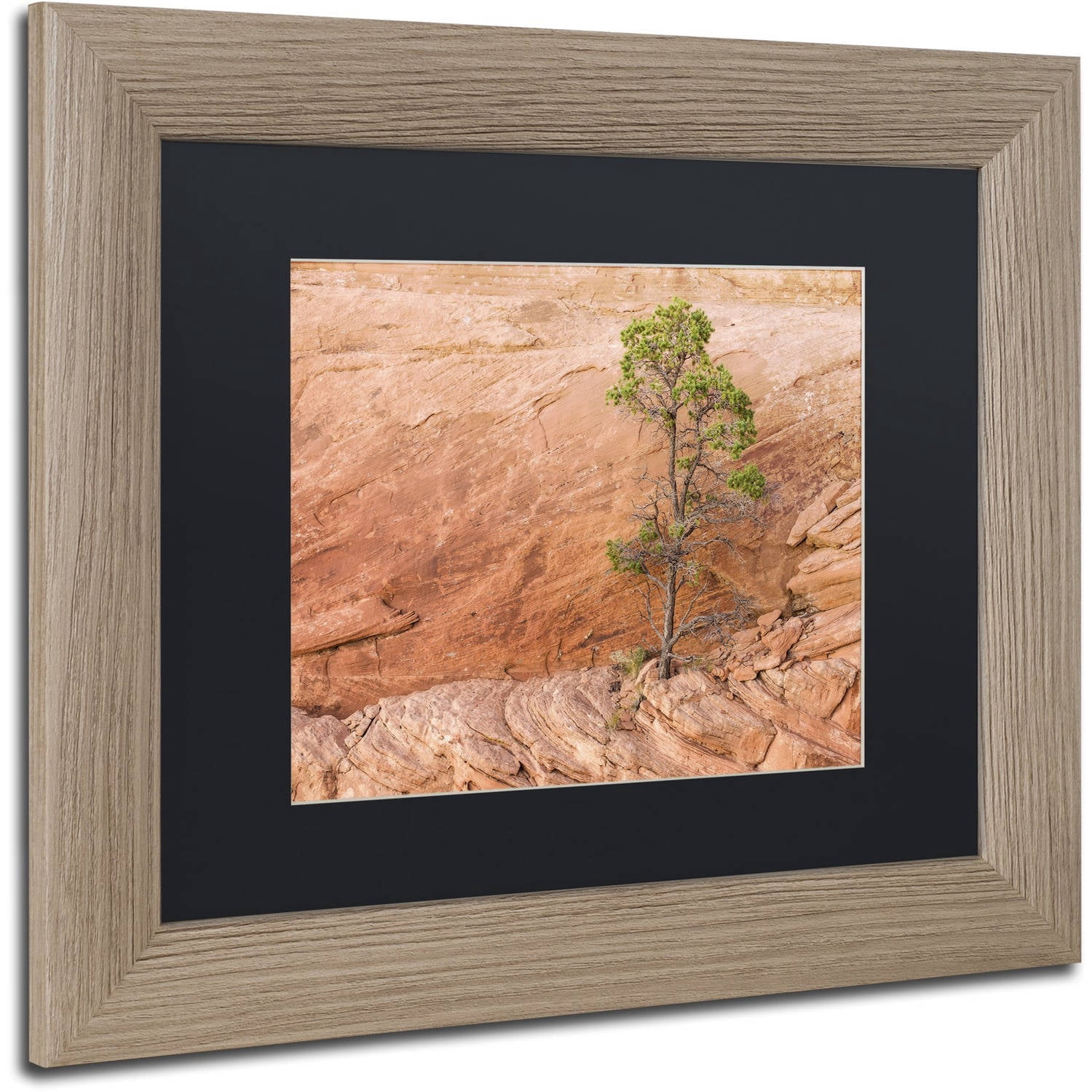 Trademark Fine Art "Lone Survivor" Canvas Art by Michael Blanchette Photography Black Matte, Birch Frame