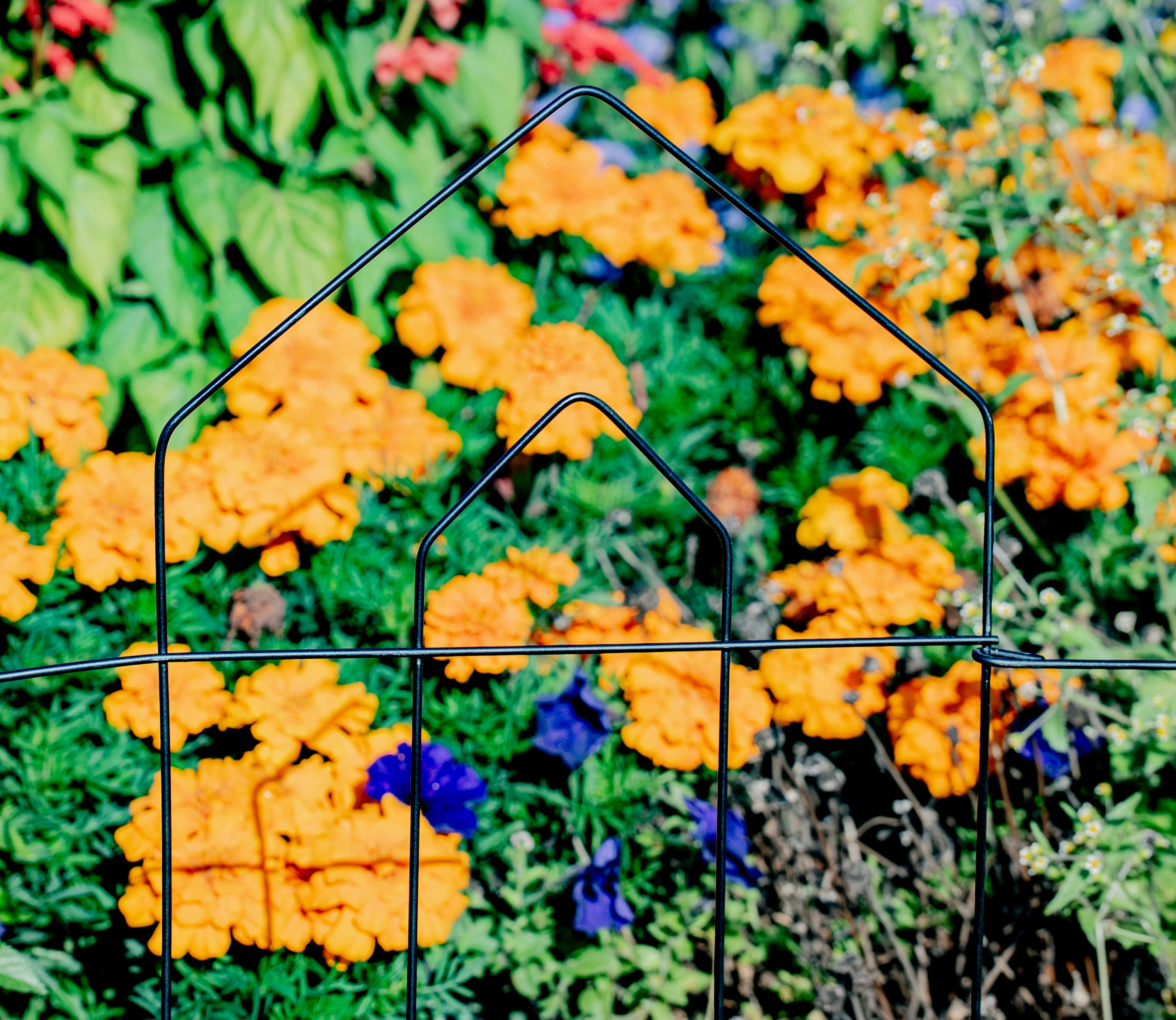 Glamos Wire 20 inch metal Decorative folding picket top fence, 20 in H x 57 feet L