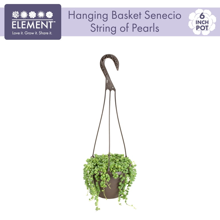 SMART PLANET 6 in. Assorted String of Pearls Hanging Basket Plant