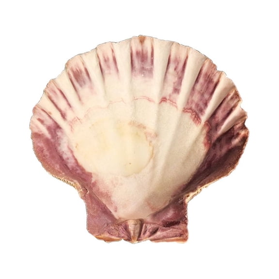 Lion's Paw Shell Large Sea Shell 5-6" for Smudging Burning Incense Altar Decoration | Smudge Bowl for Sage or Incense Pecten Subnodosus