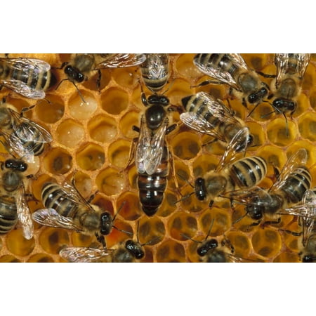- Honey Bee colony and queen on honeycomb North America Poster Print by Konrad Wothe