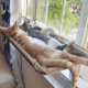 thumbnail image 2 of Hamaca colgante con ventana para gato, cama con ventosa, ahorro de espacio para todas las estaciones, fácil de instalar, marco de escalada para gatos, invierno,Cian claro, 2 of 7