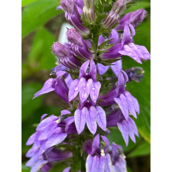 Blue Lobelia (Lobelia siphilitica) 1000 Organic Seeds (0.1 gram) by Smoke Camp Crafts - Blue Cardinal Flower
