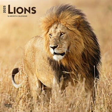Lions | 2025 12x24" (Hanging) Square Wall Calendar | BrownTrout