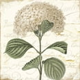 thumbnail image 2 of Sophie 6 26x26 White Modern Wood Framed Museum Art Print Titled - Hydrangea Cream I, 2 of 4